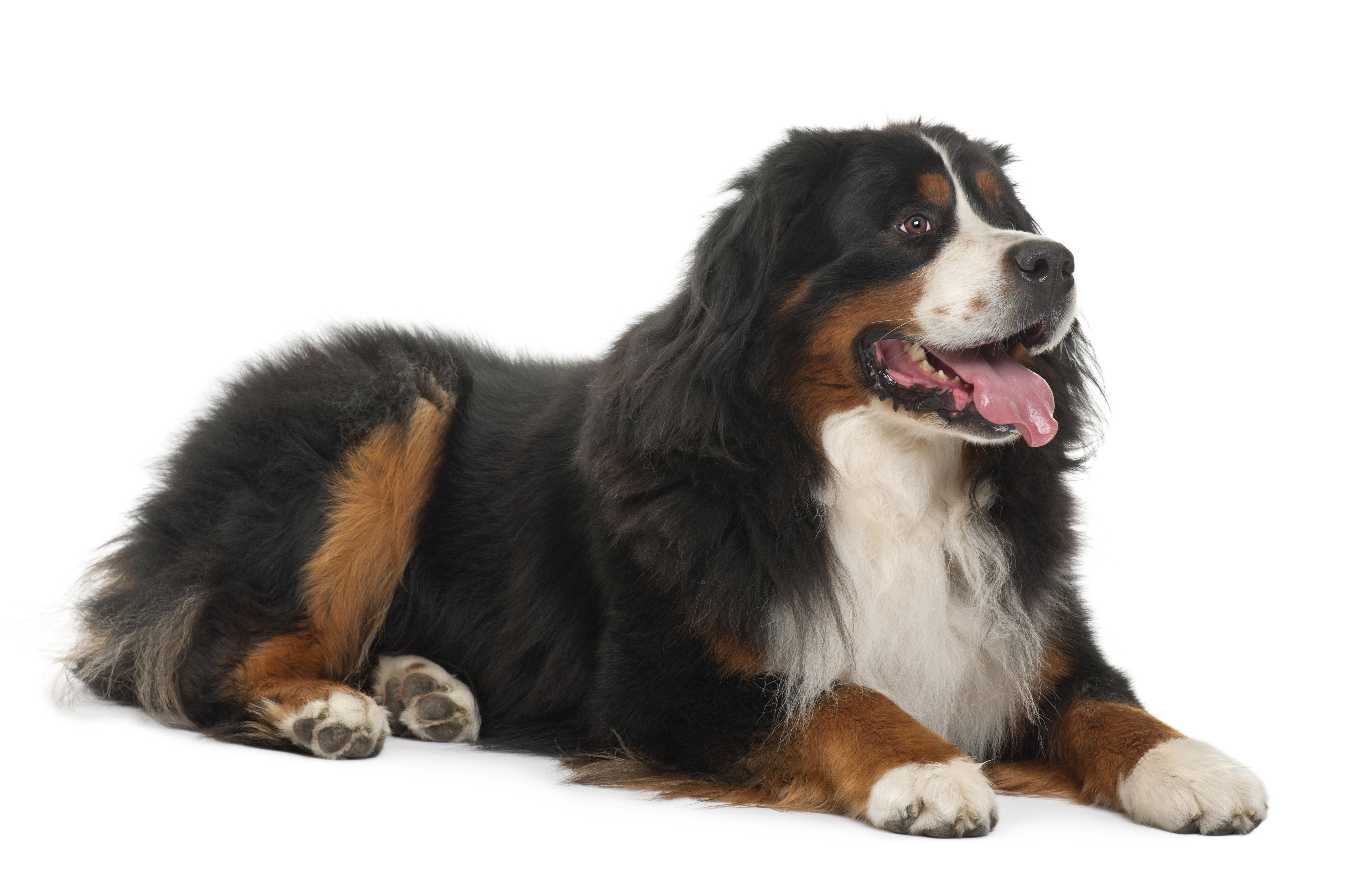 Bernese Mountain Dog, 3 years old, lying in front of white background
