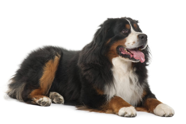 Bernese Mountain Dog, 3 years old, lying in front of white background
