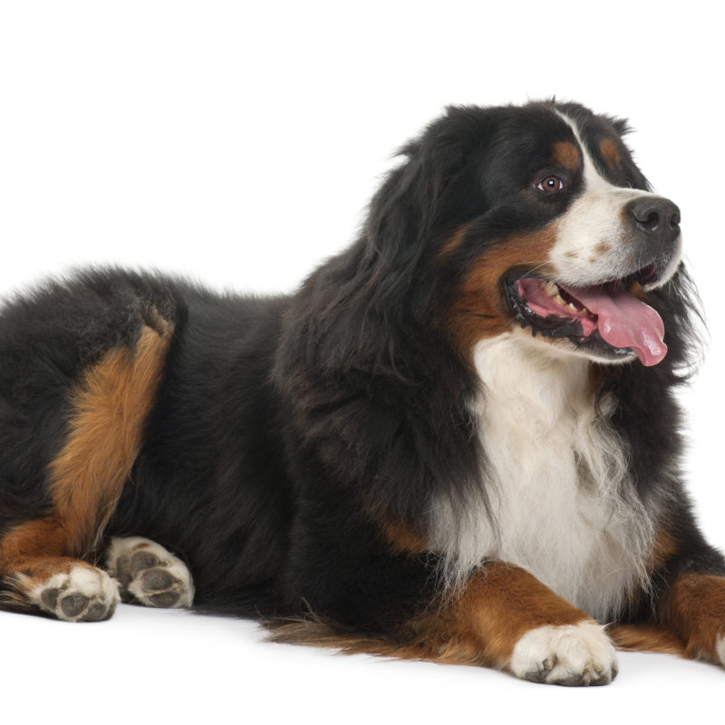 Bernese Mountain Dog, 3 years old, lying in front of white background